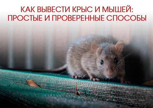 Как вывести крыс и мышей в Фрязево: простые и проверенные способы
