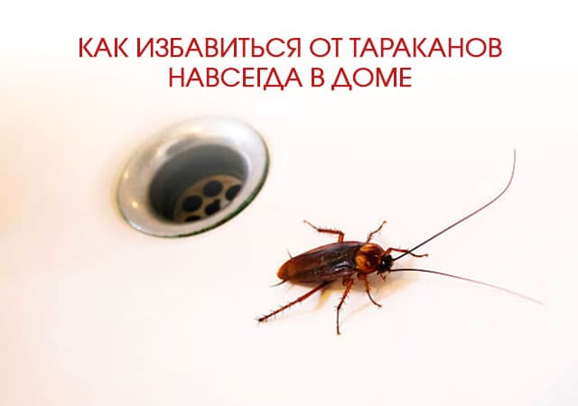 Как избавиться от тараканов в доме в Фрязево
