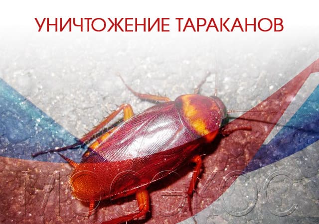 Уничтожение тараканов в Фрязево