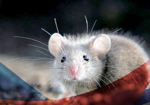 Уничтожение мышей в Фрязево